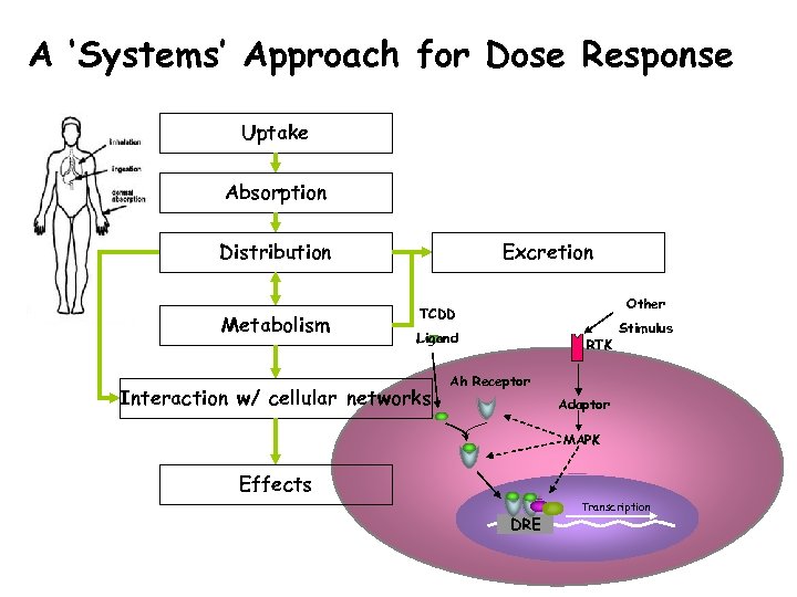 A ‘Systems’ Approach for Dose Response Uptake Absorption Distribution Metabolism Excretion Other TCDD Ligand