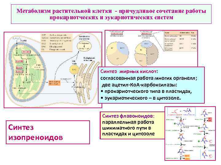 Процессы обмена клетки. Процесс метаболизма эукариотической клетки. Энергетический обмен в растительной клетке. Клеточный метаболизм Синтез. Цитозоль клеточный метаболизм.