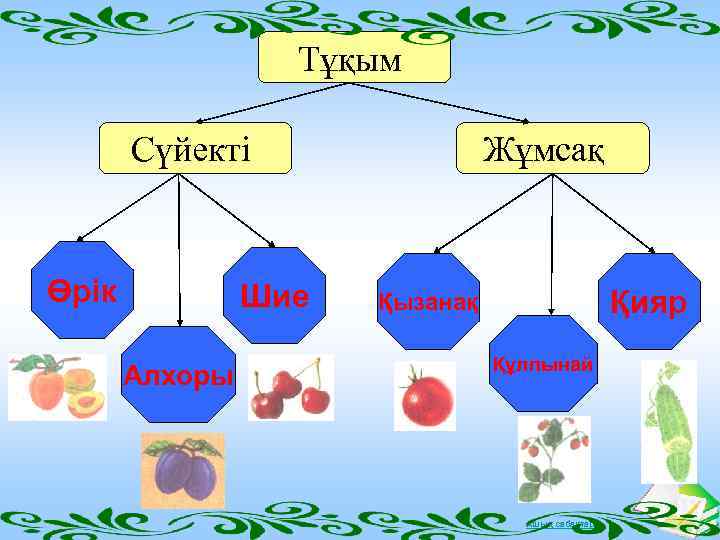 Тұқым Сүйекті Өрік Шие Алхоры Жұмсақ Қияр Қызанақ Құлпынай Ашық сабақтар 