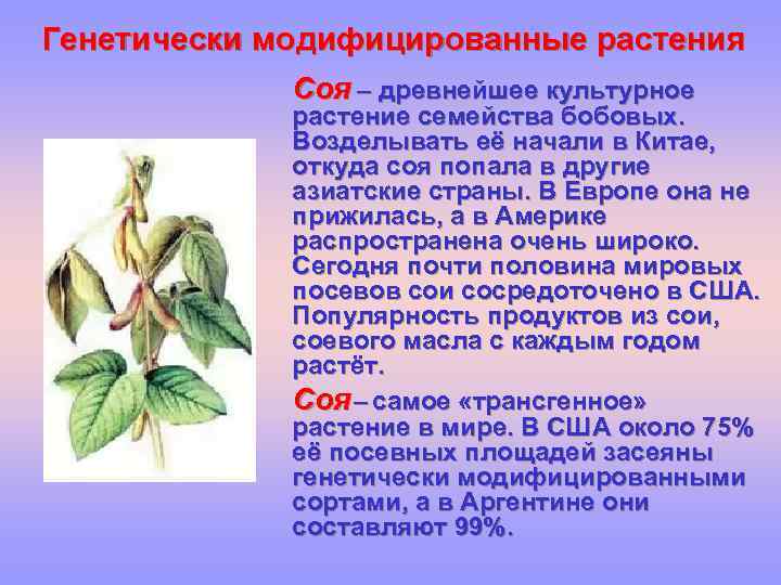 Генетически модифицированные растения Соя – древнейшее культурное растение семейства бобовых. Возделывать её начали в