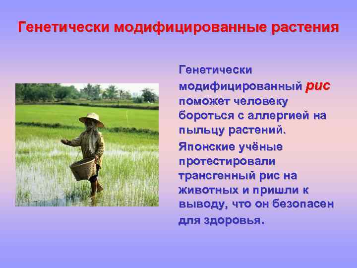 Генетически модифицированные растения Генетически модифицированный рис поможет человеку бороться с аллергией на пыльцу растений.