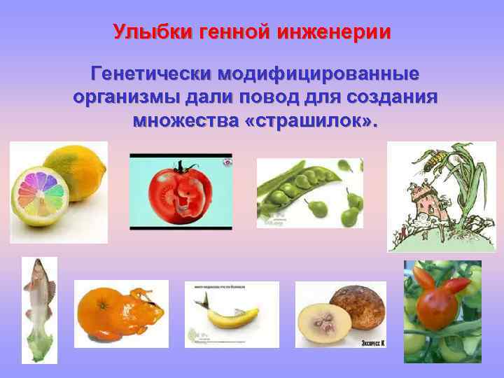 Улыбки генной инженерии Генетически модифицированные организмы дали повод для создания множества «страшилок» . 