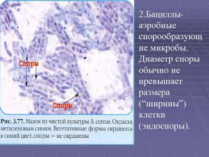 2. Бациллыаэробные спорообразующ ие микробы. Диаметр споры обычно не превышает размера (“ширины”) клетки (эндоспоры).