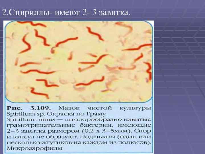 2. Спириллы- имеют 2 - 3 завитка. 