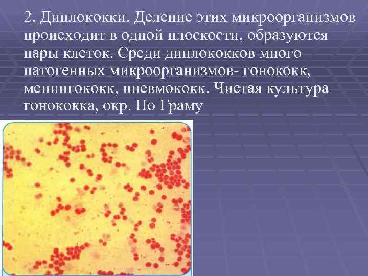 2. Диплококки. Деление этих микроорганизмов происходит в одной плоскости, образуются пары клеток. Среди диплококков
