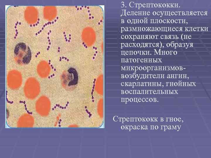 3. Стрептококки. Деление осуществляется в одной плоскости, размножающиеся клетки сохраняют связь (не расходятся), образуя