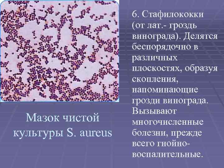 Мазок чистой культуры S. aureus 6. Стафилококки (от лат. - гроздь винограда). Делятся беспорядочно
