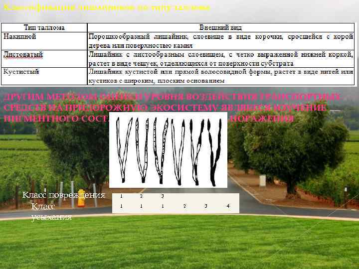 Классификация лишайников по типу таллома ДРУГИМ МЕТОДОМ ОЦЕНКИ УРОВНЯ ВОЗДЕЙСТВИЯ ТРАНСПОРТНЫХ СРЕДСТВ НА ПРИДОРОЖНУЮ