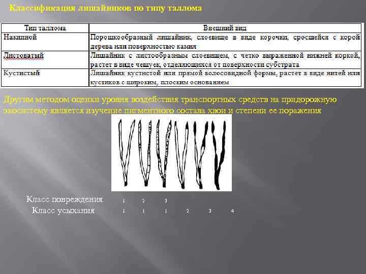 Классификация лишайников по типу таллома Другим методом оценки уровня воздействия транспортных средств на придорожную