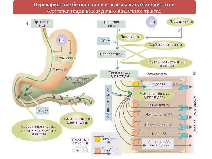 Переваривание белков пищи и всасывание аминокислот и олигопептидов в желудочно-кишечном тракте. 