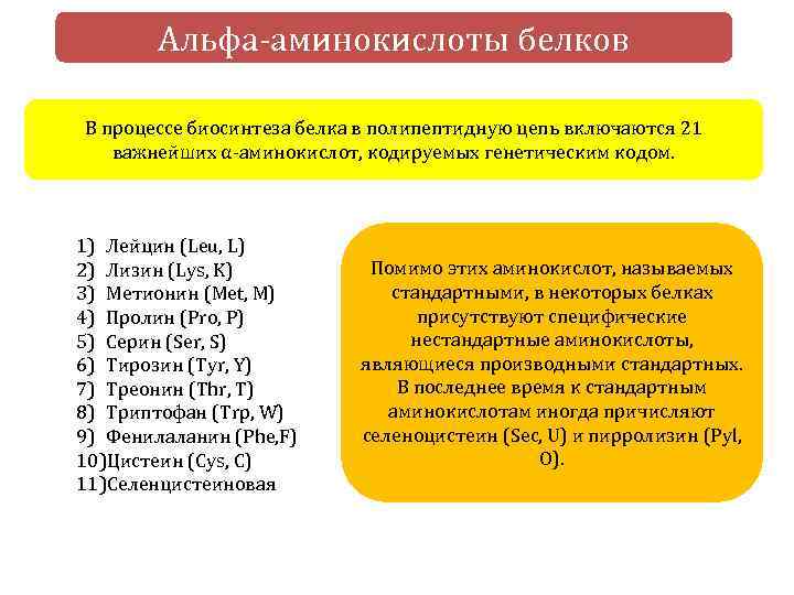 Альфа-аминокислоты белков В процессе биосинтеза белка в полипептидную цепь включаются 21 важнейших α-аминокислот, кодируемых