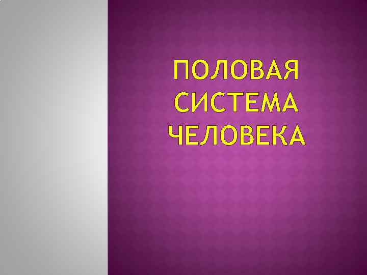 Презентация про половые органы