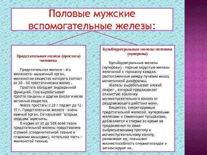 Половые мужские вспомогательные железы: Предстательная железа (простата) человека Предстательная железа - это железисто- мышечный