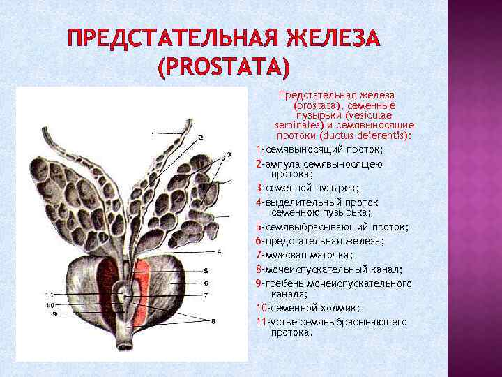 ПРЕДСТАТЕЛЬНАЯ ЖЕЛЕЗА (PROSTATA) Предстательная железа (prostata), семенные пузырьки (vesiculae seminales) и семявыносяшие протоки (ductus