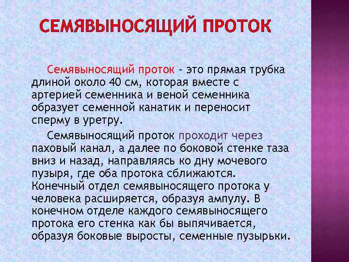 СЕМЯВЫНОСЯЩИЙ ПРОТОК Семявыносящий проток - это прямая трубка длиной около 40 см, которая вместе