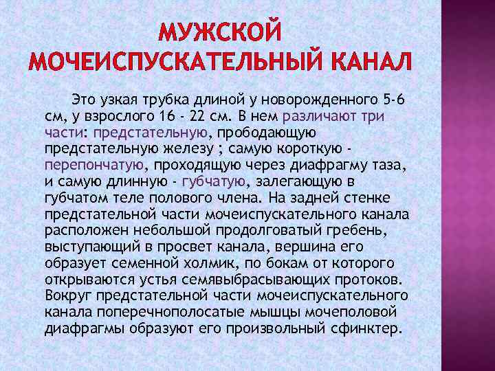 МУЖСКОЙ МОЧЕИСПУСКАТЕЛЬНЫЙ КАНАЛ Это узкая трубка длиной у новорожденного 5 -6 см, у взрослого