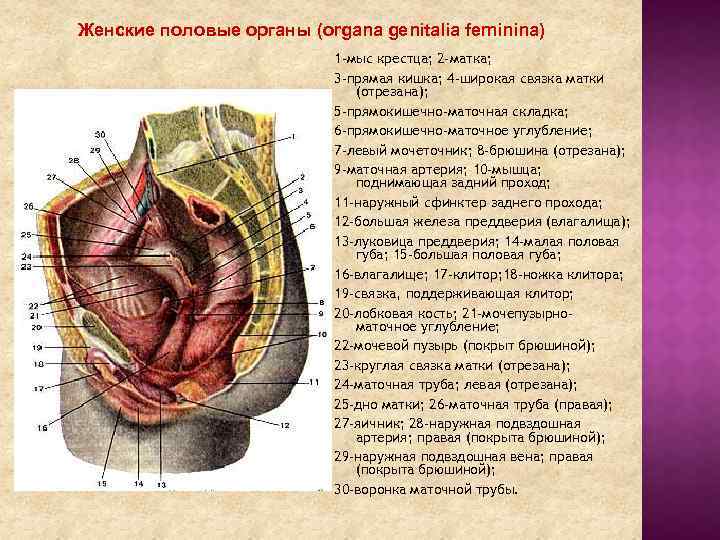 Женские половые органы (organa genitalia feminina) 1 -мыс крестца; 2 -матка; 3 -прямая кишка;