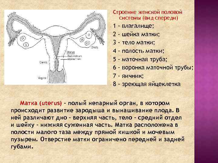 Строение женской половой системы (вид спереди) 1 2 3 4 5 6 7 8