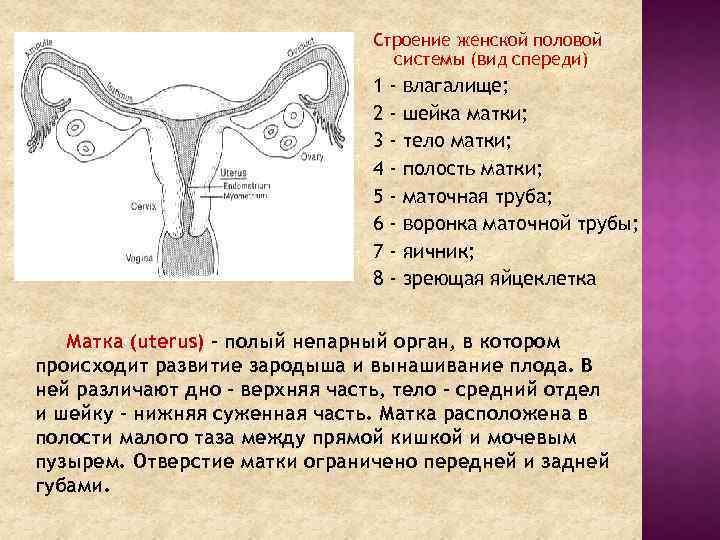 Строение женской половой системы рисунок