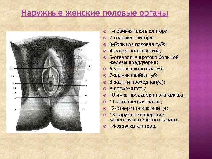 Наружные женские половые органы 1 -крайняя плоть клитора; 2 -головка клитора; 3 -большая половая