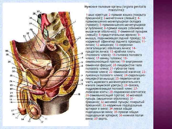 Мужские половые органы (organa genitalia masculina): 1 -мыс крестца; 2 -прямая кишка (покрыта брюшиной);