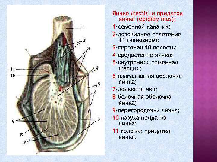 Яичко (testis) и придаток яичка (epididy-mus): 1 -семенной канатик; 2 -лозовидное сплетение 11 (венозное);