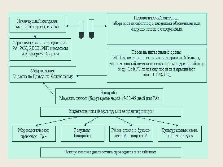 Бруцеллез патогенез схема