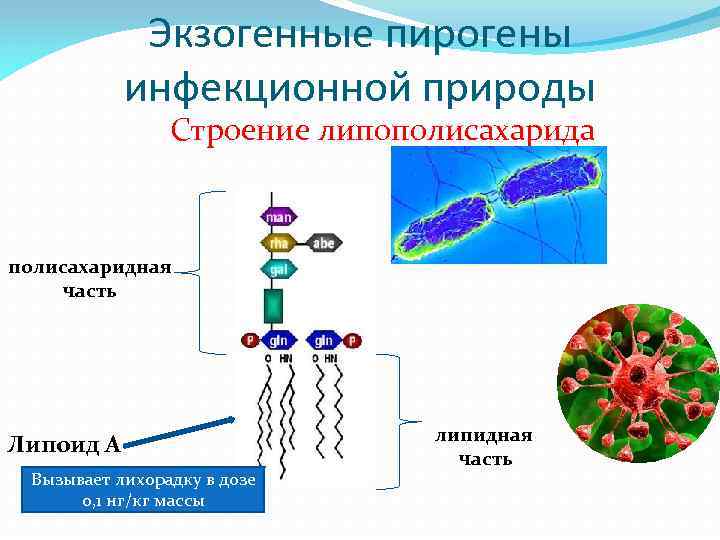 Экзогенные антигены