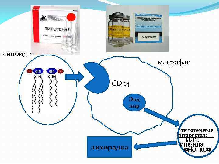 липоид А макрофаг CD 14 Энд пир лихорадка эндогенные пирогены: ИЛ 1; ИЛ 6;