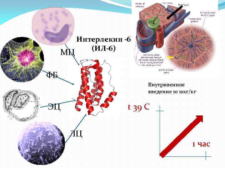 МЦ Интерлекин -6 (ИЛ-6) ФБ Внутривенное введение 10 мкг/кг ЭЦ t 39 C ЛЦ