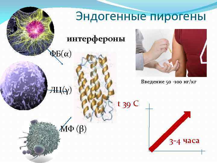 Схема действия интерферонов