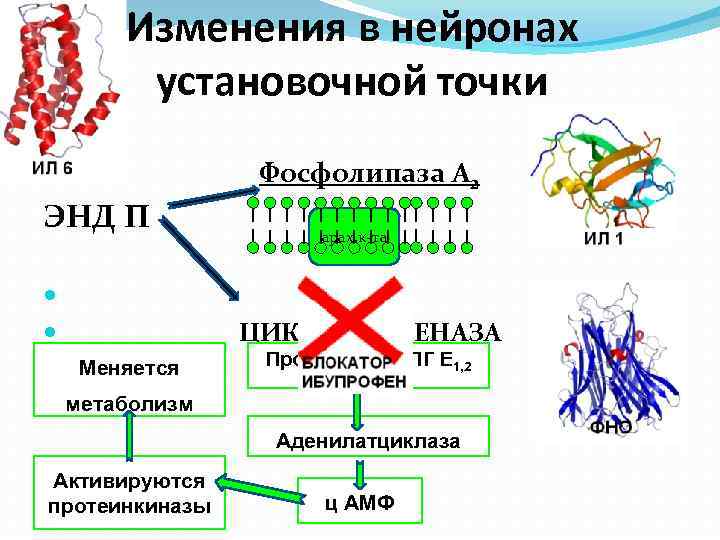 Схема эрадикации с левофлоксацином