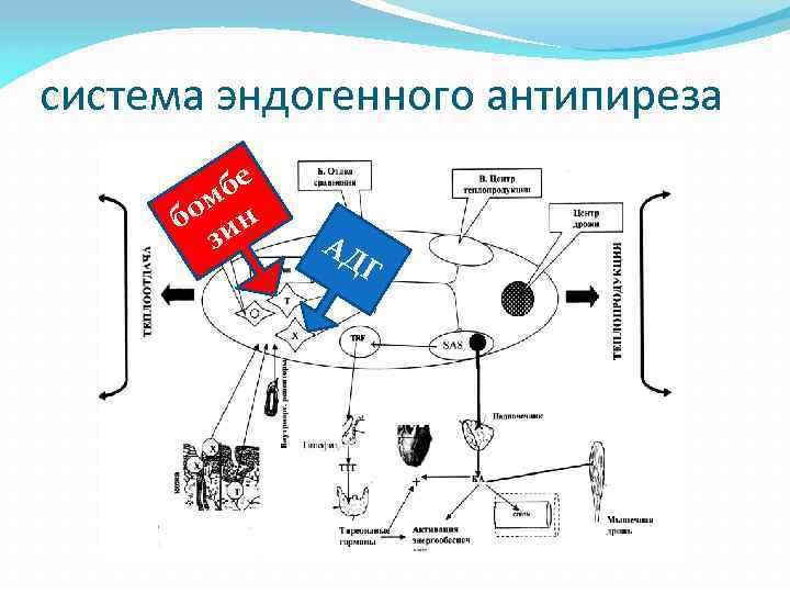 система эндогенного антипиреза бе ом н б и з АД Г 