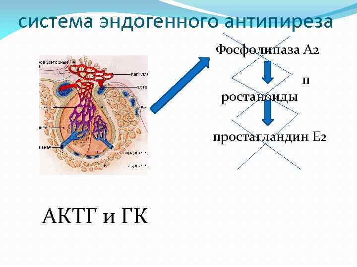 система эндогенного антипиреза Фосфолипаза А 2 ростаноиды п простагландин Е 2 АКТГ и ГК