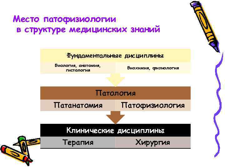 Место патофизиологии в структуре медицинских знаний Фундаментальные дисциплины Биология, анатомия, гистология Биохимия, физиология Патанатомия