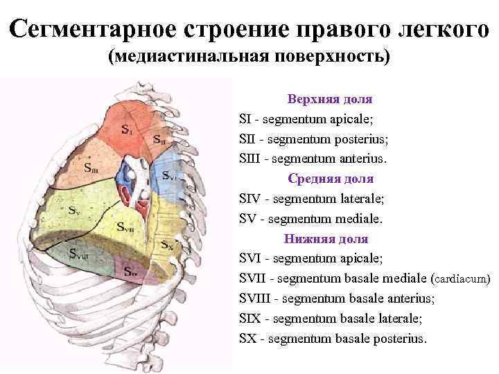 Иннервация грудной стенки