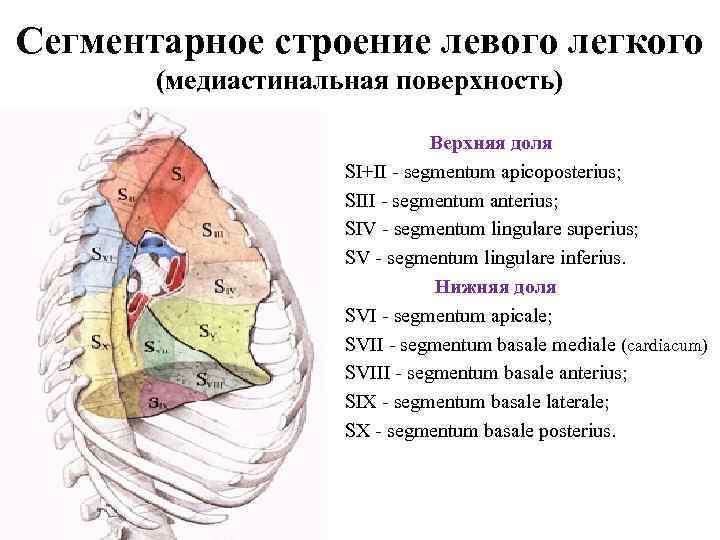 Сегментарное строение левого легкого (медиастинальная поверхность) Верхняя доля SI+II segmentum apicoposterius; SIII segmentum anterius;
