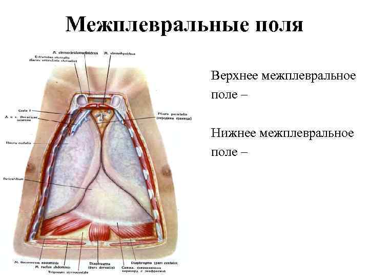 Межплевральные поля Верхнее межплевральное поле – Нижнее межплевральное поле – 