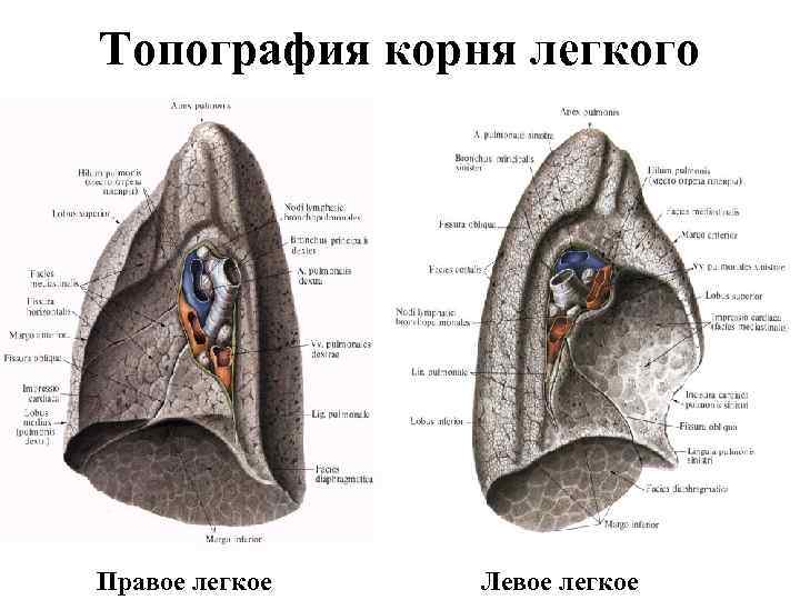 Топография корня легкого Правое легкое Левое легкое 