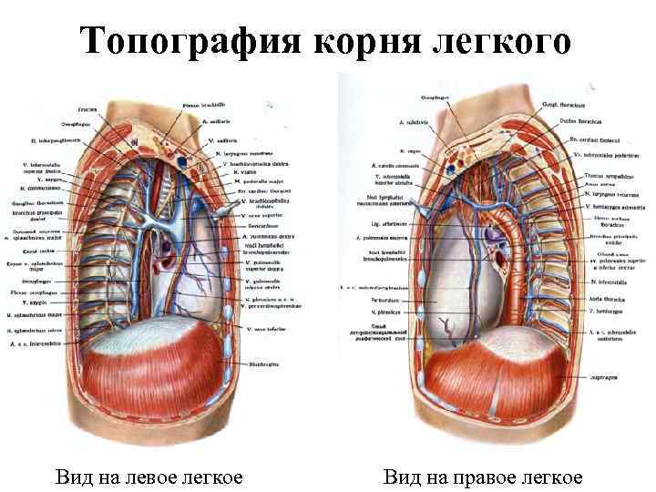 Где находятся легкие у человека сзади фото