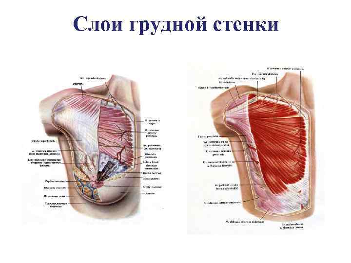 Слои грудной стенки 