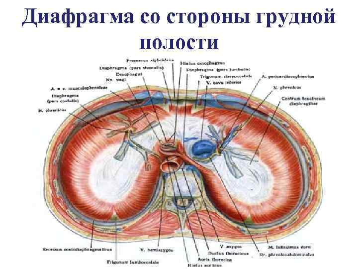 Диафрагма со стороны грудной полости 
