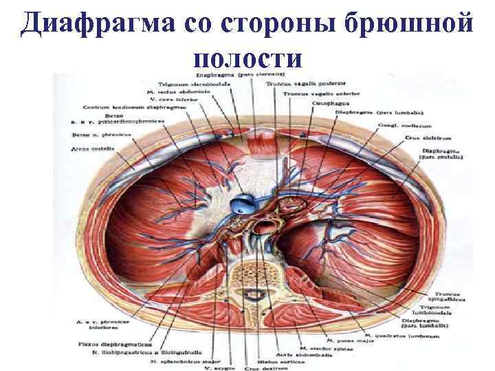 Диафрагма со стороны брюшной полости 