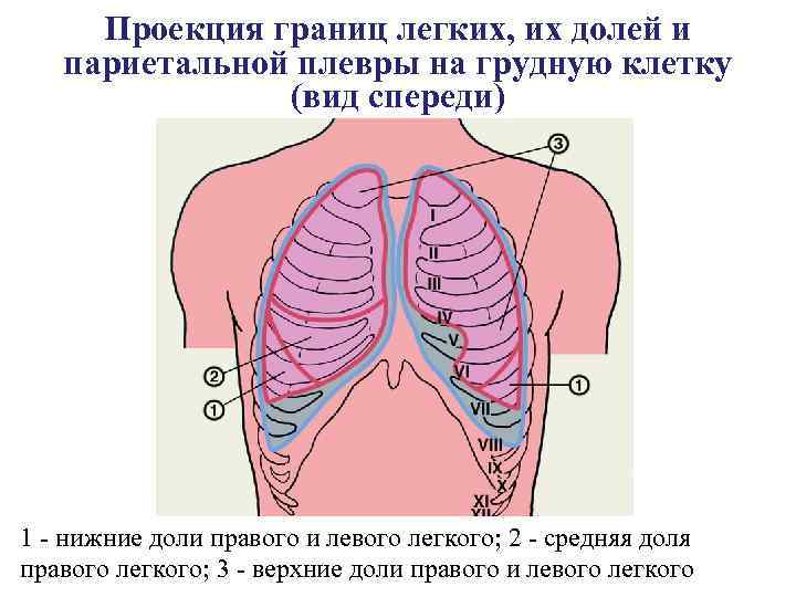 Границы легких картинка