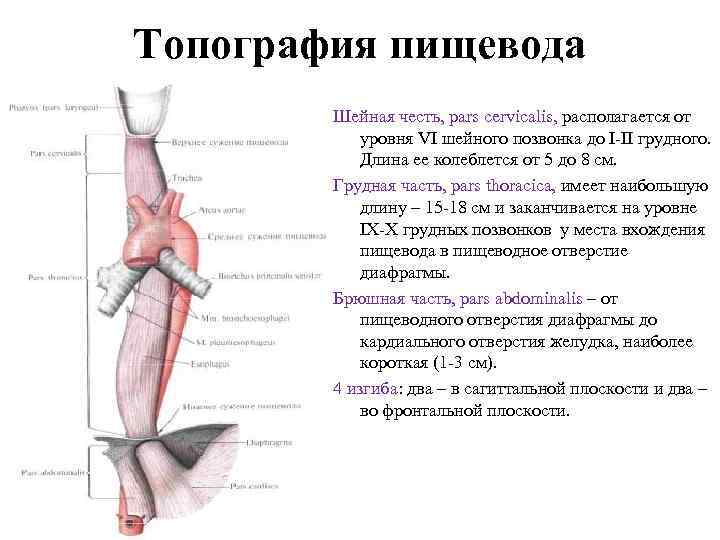 Топография пищевода Шейная честь, pars cervicalis, располагается от уровня VI шейного позвонка до I