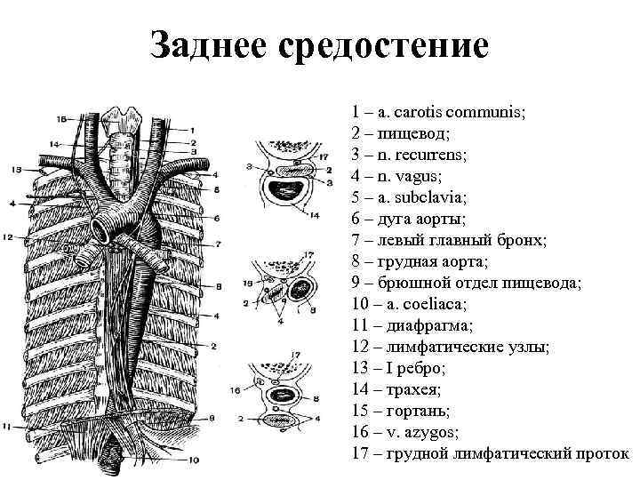 Заднее средостение 1 – a. carotis communis; 2 – пищевод; 3 – n. recurrens;
