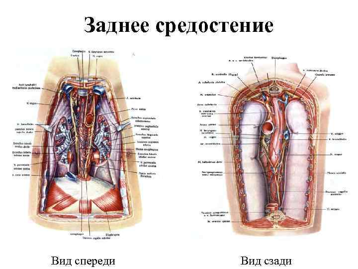 Заднее средостение Вид спереди Вид сзади 