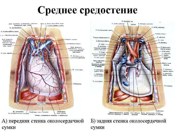 Среднее средостение А) передняя стенка околосердечной сумки Б) задняя стенка околосердечной сумки 
