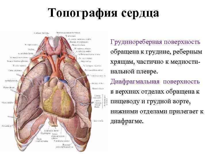 Топография сердца Грудинореберная поверхность обращена к грудине, реберным хрящам, частично к медиости нальной плевре.