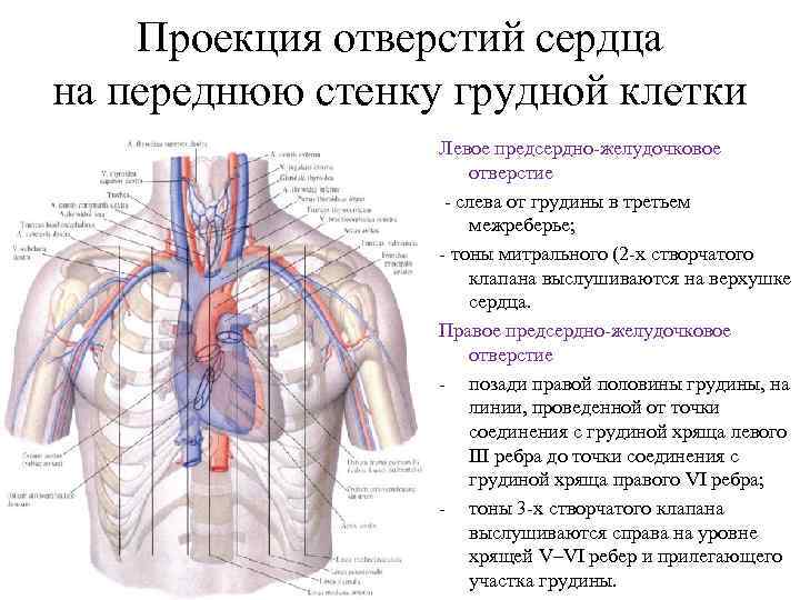 Проекция отверстий сердца на переднюю стенку грудной клетки Левое предсердно желудочковое отверстие слева от